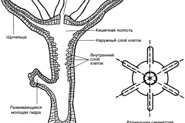 Почему не могу зайти на кракен