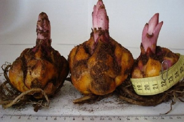 Зайти на кракен через браузер